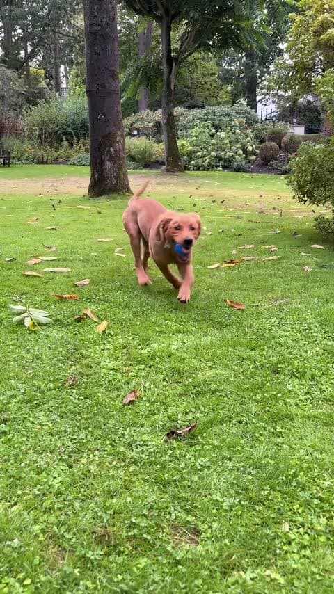 Red-brown puppy running across a lawn with trees, a blue ball in its mouth