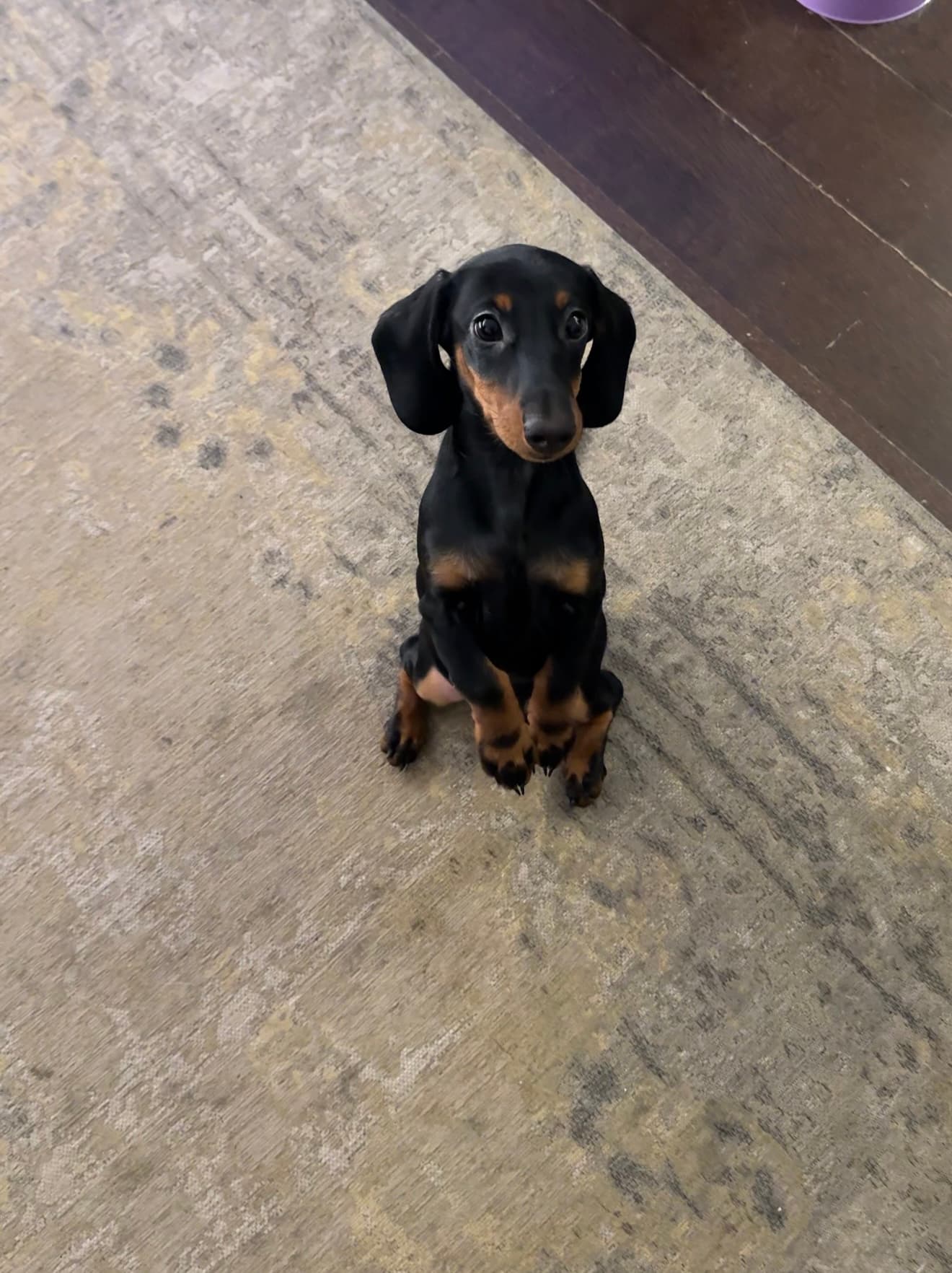 Dachshund puppy sitting on a rug indoors, looking up