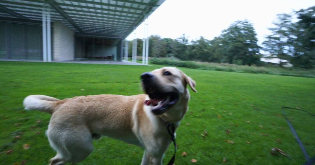 Lucky, een gele labrador, aan de lijn op een groot grasveld met bomen op de achtergrond