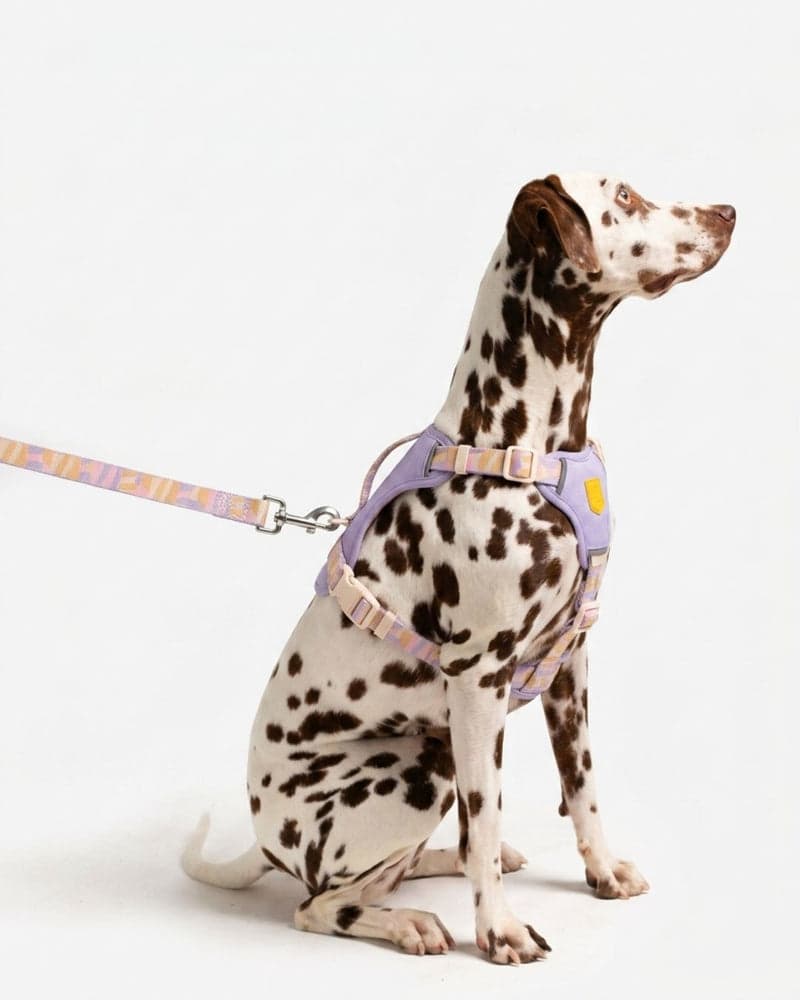 Dalmatiër zit in een lila tuig met een gedessineerde lijn eraan