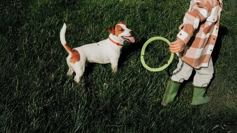 Jack Russell in het gras kijkt op naar een kind met een groene speelring