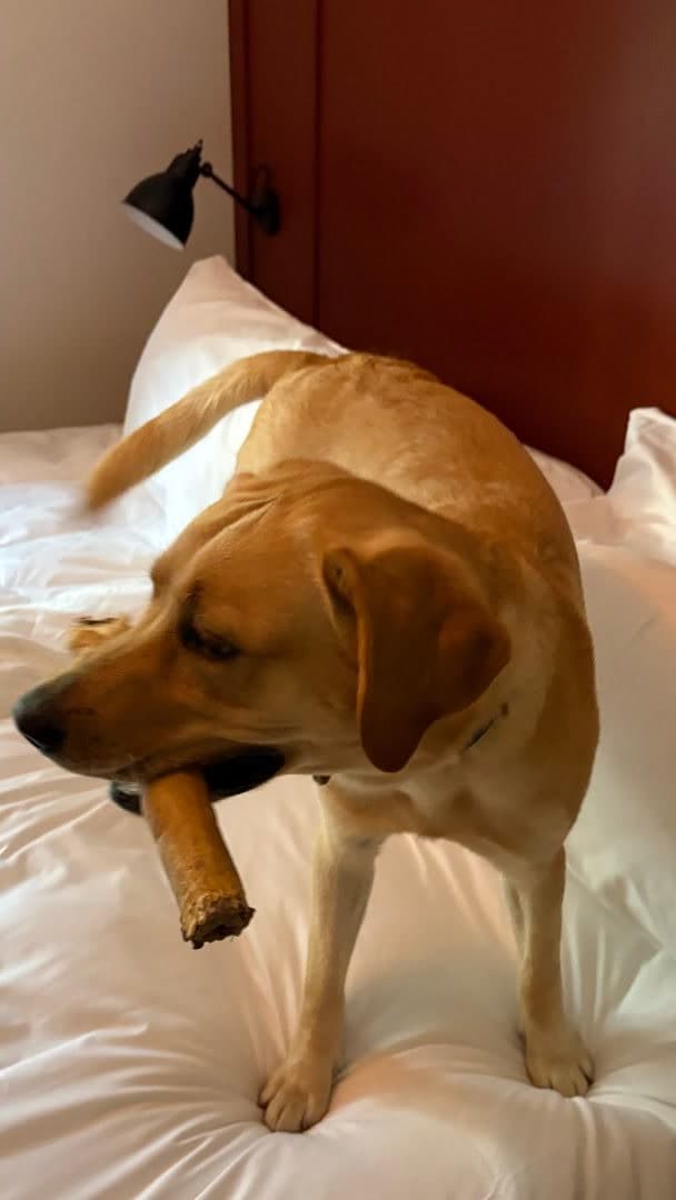 Labrador op een bed kauwt op een natuurlijke runderkoprol