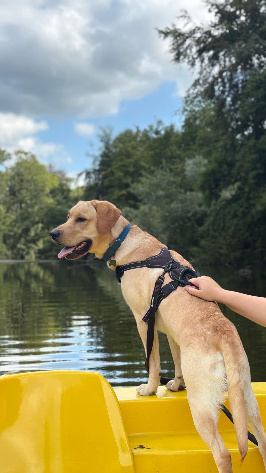 Labrador tijdens een boottocht bij de hondenopvang van LuckyPaw in Wassenaar