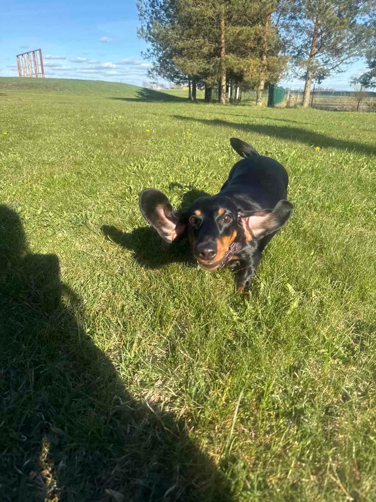 Teckel rent in het park tijdens een hondenwandeling van LuckyPaw in Wassenaar
