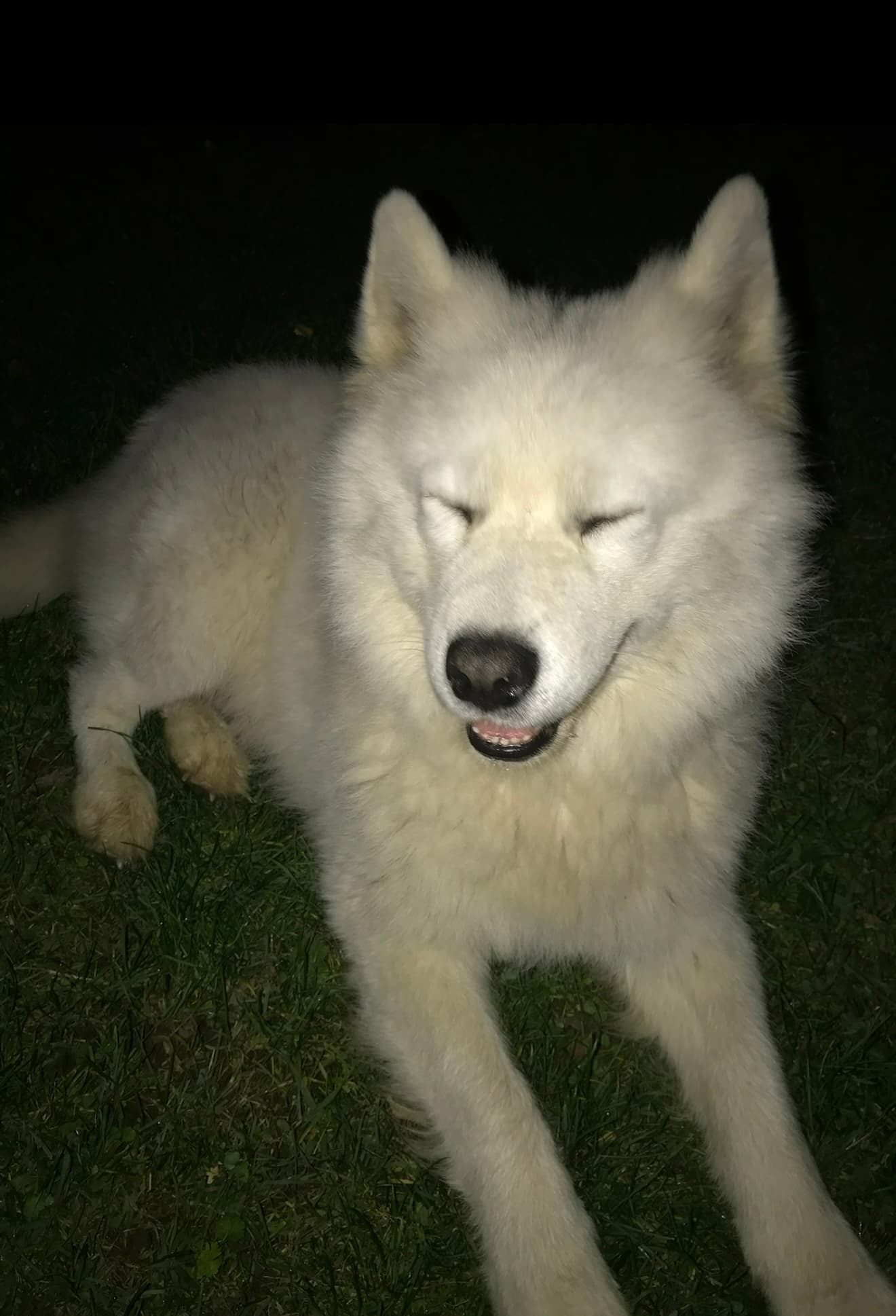 Witte husky tijdens een hondenwandeling van LuckyPaw in Wassenaar